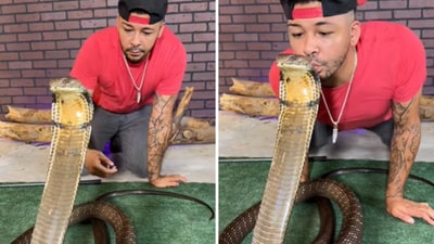 The image shows a man kissing a cobra on its head. (Instagram/@nickthewrangler) The image shows a man kissing a cobra on its head. (Instagram/@nickthewrangler)