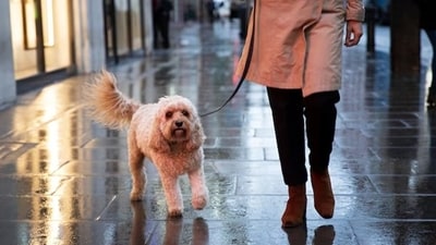 Like us humans who catch a cold and suffer from a sore throat when the rains hit, our pets too tend to suffer from low immunity. (Freepik) Like us humans who catch a cold and suffer from a sore throat when the rains hit, our pets too tend to suffer from low immunity. (Freepik)