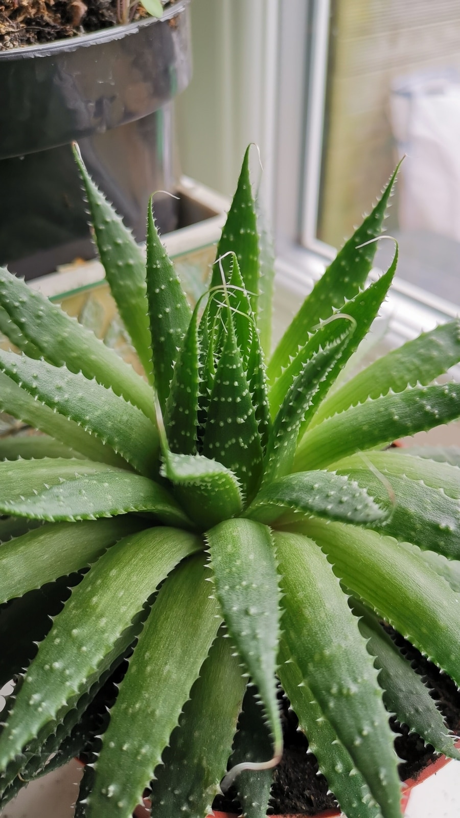 aloe_vera