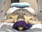 Kale, the sea turtle undergoing CT scan