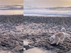Dog gets confused while trying to dig. Dog gets confused while trying to dig.