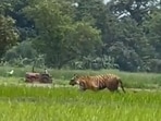 Tiger strolling in a field in Uttar Pradesh’s Pilibhit.