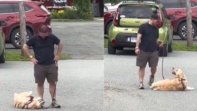 An adorable Golden Retriever became an overnight sensation after a video of the pooch seemingly not wanting to leave after a day at the brewery went viral (patric.ryan22/TikTok) An adorable Golden Retriever became an overnight sensation after a video of the pooch seemingly not wanting to leave after a day at the brewery went viral (patric.ryan22/TikTok)