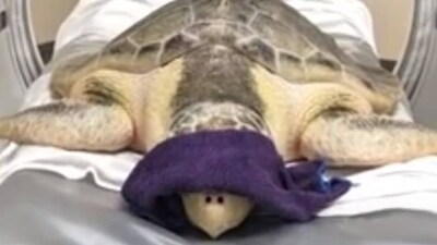 Kale, the sea turtle undergoing CT scan (YouTube/ WAAY-TV 31 News) Kale, the sea turtle undergoing CT scan (YouTube/ WAAY-TV 31 News)