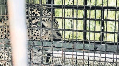 The Chamarajanagara forest department captured a leopard Saturday night in the Madhuvanahalli of Kollegala taluk in the district (HT Photo)