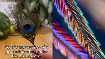 A microbiologist shared a video on Instagram where she shows how peacock feathers look under the microscope. (Instagram/@tardibabe) A microbiologist shared a video on Instagram where she shows how peacock feathers look under the microscope. (Instagram/@tardibabe)