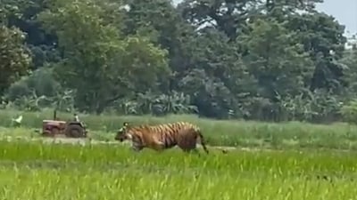 Tiger strolling in a field in Uttar Pradesh’s Pilibhit. (Twitter/@captrajlakhani) Tiger strolling in a field in Uttar Pradesh’s Pilibhit. (Twitter/@captrajlakhani)