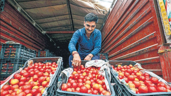 Jammu: A vendor waits for customers at a wholesale vegetable and fruit market on the outskirts of Jammu, Friday, July 14, 2023. Tomato prices are soaring across the nation. (PTI Photo) (PTI07_14_2023_000057A) (PTI)