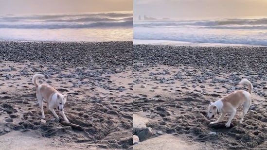 Dog gets confused while trying to dig. (Reddit/@KJongsDongUnYourFace)