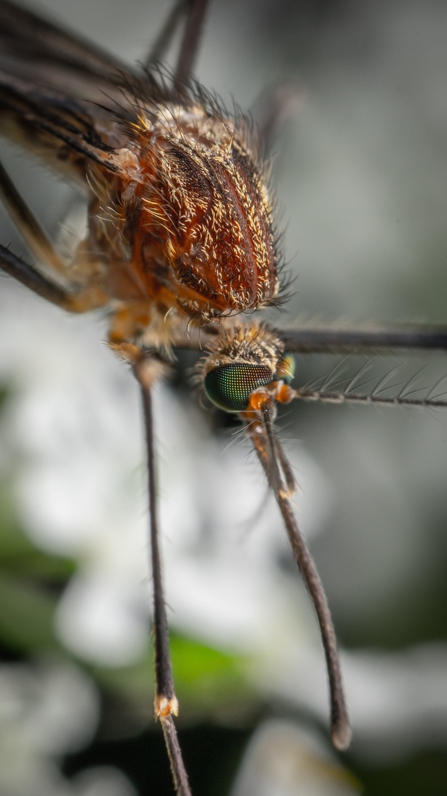 mosquito