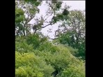 Leopard takes massive leap from a tree, catches monkey by its claws. Leopard takes massive leap from a tree, catches monkey by its claws.