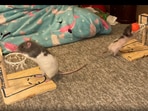 Rats compete in a game of basketball. Rats compete in a game of basketball.