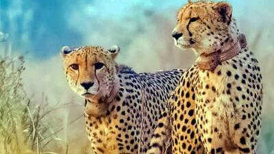 As many as eight cheetahs, including three cubs born in India, have died at KNP in the past four months (File Photo) As many as eight cheetahs, including three cubs born in India, have died at KNP in the past four months (File Photo)