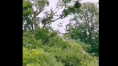 Leopard takes massive leap from a tree, catches monkey by its claws. (Twitter/@SusantaNanda) Leopard takes massive leap from a tree, catches monkey by its claws. (Twitter/@SusantaNanda)