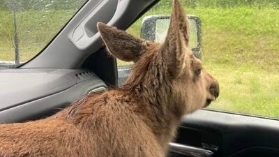 A Canadian man ended up getting fired from his job after saving a moose's life. (Twitter) A Canadian man ended up getting fired from his job after saving a moose's life. (Twitter)