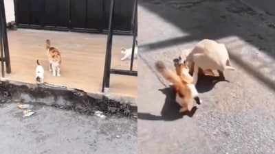 Mama cat attacks a dog to protect her kittens. (Twitter/@pet.cat.club) Mama cat attacks a dog to protect her kittens. (Twitter/@pet.cat.club)