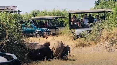 The image captures a dramatic moment in Masai Mara as a lion attacks a buffalo. (YouTube/@Maasai Sightings) The image captures a dramatic moment in Masai Mara as a lion attacks a buffalo. (YouTube/@Maasai Sightings)