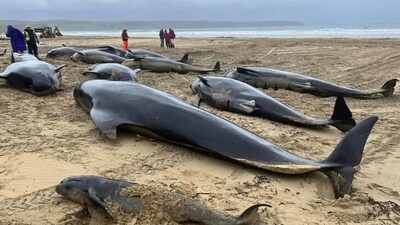 Mass pilot whale stranding on Scottish beach 'the biggest one ever' (The Scotsman)