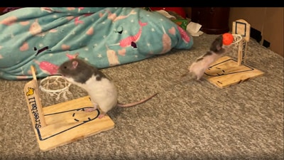 Rats compete in a game of basketball. (Reddit/@Shadowtherat)