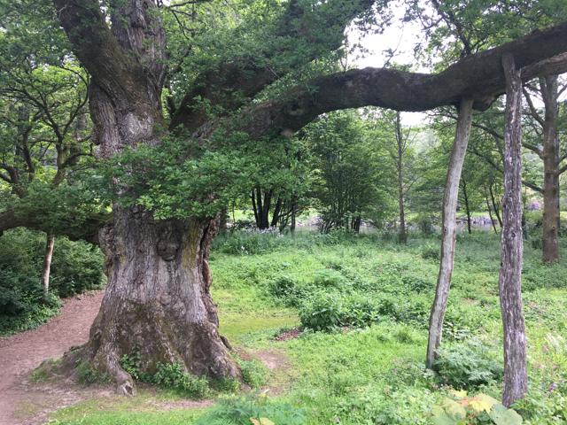 A Birnam oak in Perthshire, Scotland. (Shutterstock)