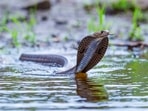 The accused allegedly used cobra to 30-year-old businessman and tried to potray the murder as an accident.