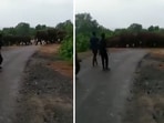 The image shows a few men teasing a group of elephants. 