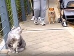 Cat’s intense stare terrifies Shiba Inu, Cat’s intense stare terrifies Shiba Inu,