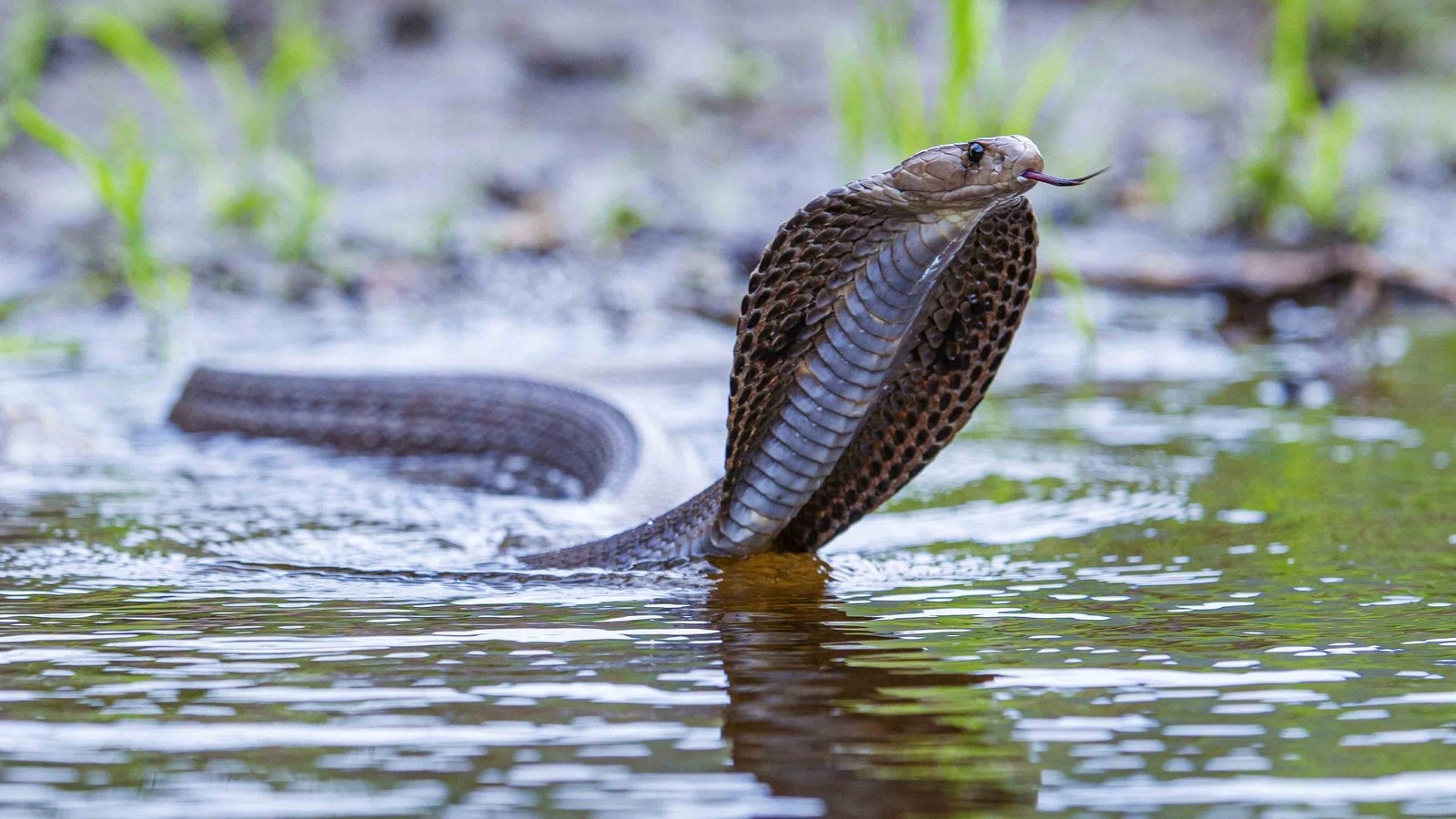 5 booked for using cobra to kill 30-yr-old Uttarakhand businessman: Cops - Vimarsana News