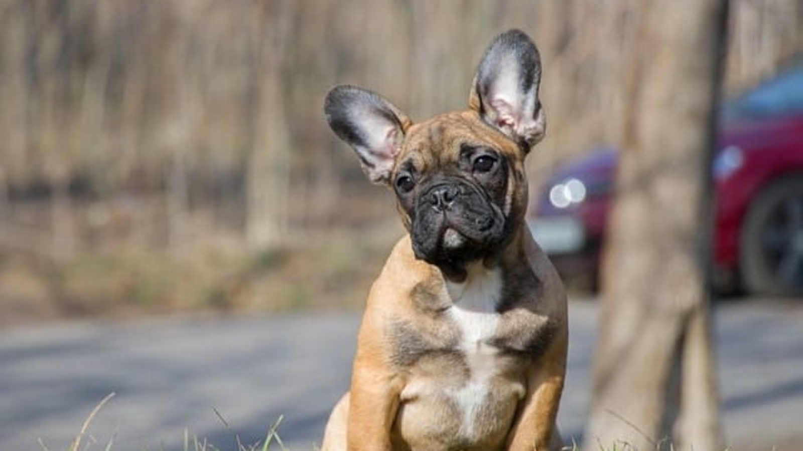 Dogs to undergo DNA testing in France's Beziers to tackle droppings - Vimarsana News