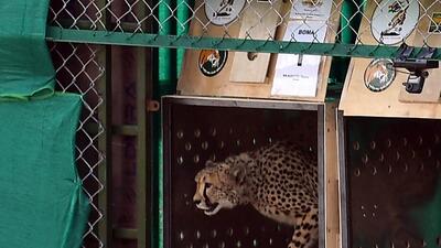 A cheetah at Kuno National Park in Madhya Pradesh. (AFP) A cheetah at Kuno National Park in Madhya Pradesh. (AFP)