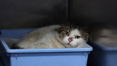 Bird Flu In Poland: A domestic cat is seen. (AFP) Bird Flu In Poland: A domestic cat is seen. (AFP)