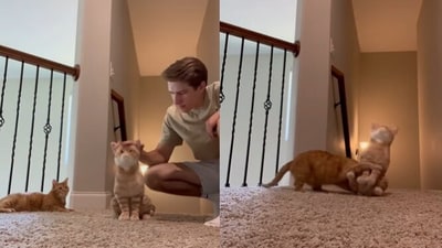 Snapshot of man petting toy cat in front of his kitty, (Instagram/@Abram Engle) Snapshot of man petting toy cat in front of his kitty, (Instagram/@Abram Engle)