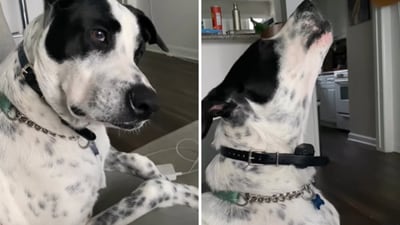 The image shows the dog who turned into a 'singer' while watching an opera performance. (Instagram/@samsonssanctuary)