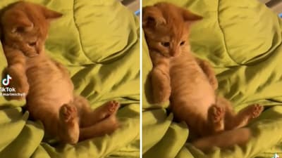 The image shows the kitten that just discovered it has a tail. (Reddit/@1Hate17Here) The image shows the kitten that just discovered it has a tail. (Reddit/@1Hate17Here)