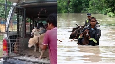 Several volunteers have joined hands with NGOs to rescue and give shelter to animals that were stranded amid the floods in Delhi-NCR. (Photo: Sunil Ghosh/HT)