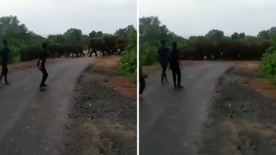 The image shows a few men teasing a group of elephants. (Twitter/@susantananda3)