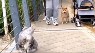 Cat’s intense stare terrifies Shiba Inu, (Reddit)