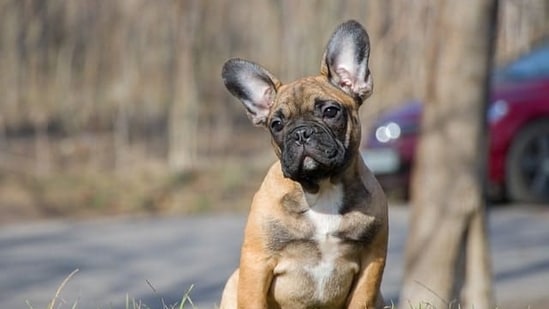 Those responsible for failing to pick up their animals' poo will be forced to pay a 120-euros ($135) cleaning fee. (Representative image)