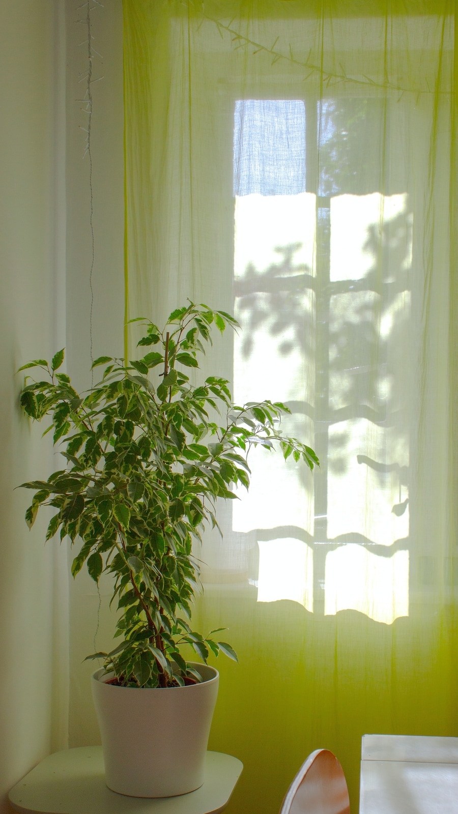 indoor-plants