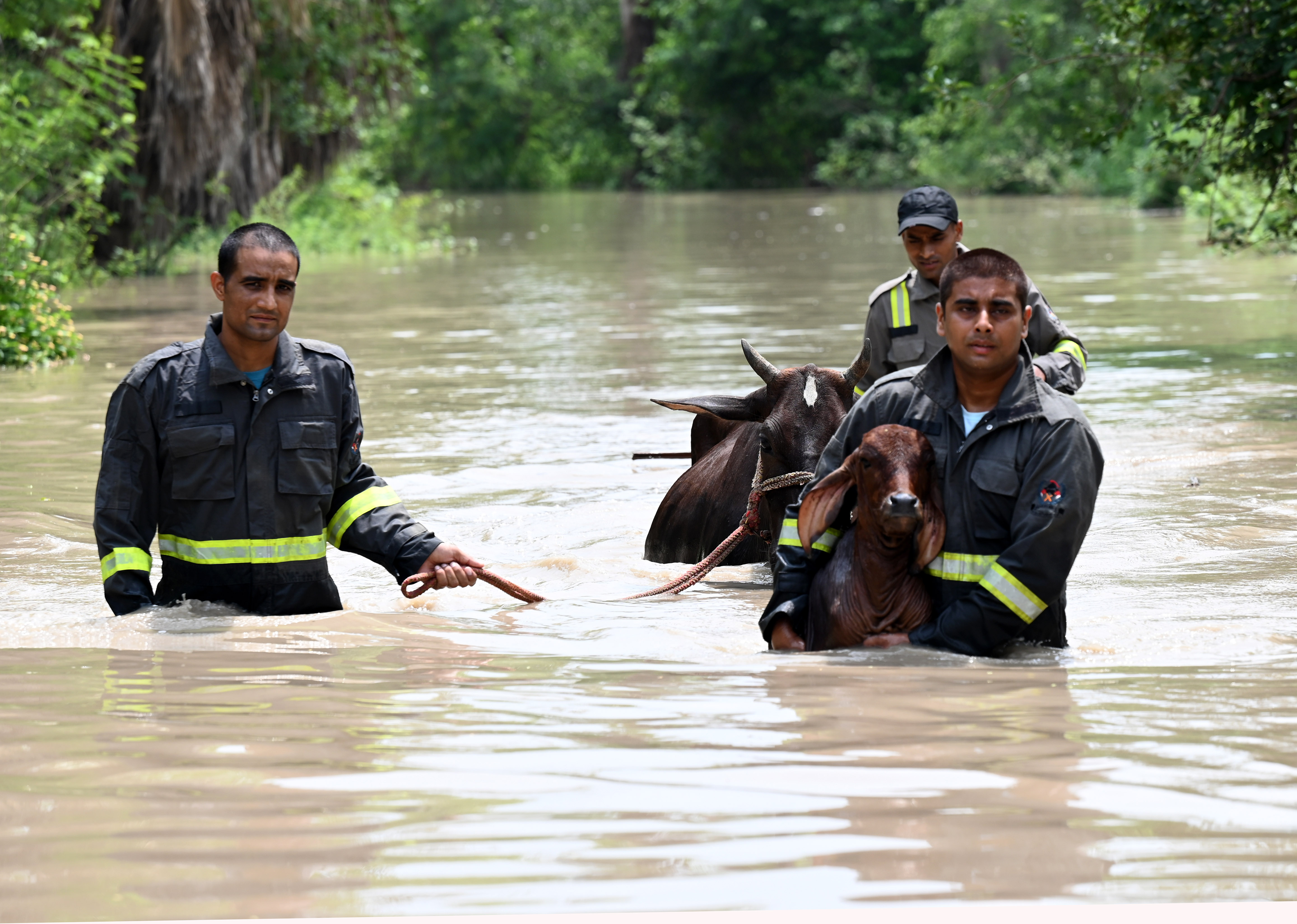 NDRF personnel have carried out rescue missions across the flood affected areas in Noida.