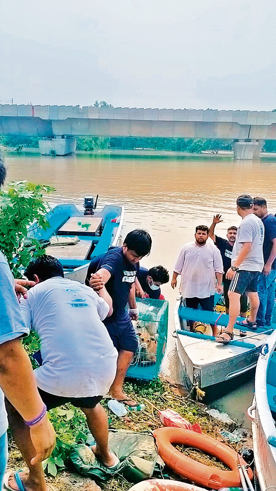 Volunteers from ACGS have rescued hundreds of stray dogs, goats, and sheep from Yamuna Khadar Road.