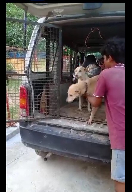 Over 2,500 dogs have moved out of the flooded shelters, and are being fed by the volunteers at Save A Stray.