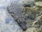 An official of the department said that so far, around a dozen crocodiles have been captured from the populated areas along the main rivers. (Reuters/File)