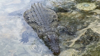 An official of the department said that so far, around a dozen crocodiles have been captured from the populated areas along the main rivers. (Reuters/File)