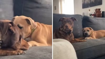 The image shows two dog siblings whose video has left people chuckling. (Instagram/@spontanouslad)