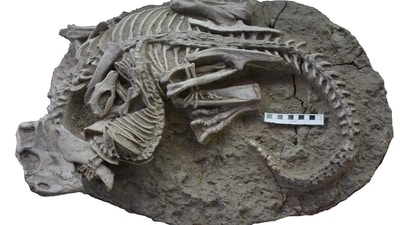 A handout photo released by the Canadian Museum of Nature shows a fossil of entangled Psittacosaurus (dinosaur) and Repenomamus (mammal) skeletons. (AFP) A handout photo released by the Canadian Museum of Nature shows a fossil of entangled Psittacosaurus (dinosaur) and Repenomamus (mammal) skeletons. (AFP)