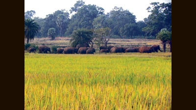 So far this year, 103 people in Odisha have been killed due to the conflict between elephants and humans. (Prakash Mardaraj) So far this year, 103 people in Odisha have been killed due to the conflict between elephants and humans. (Prakash Mardaraj)