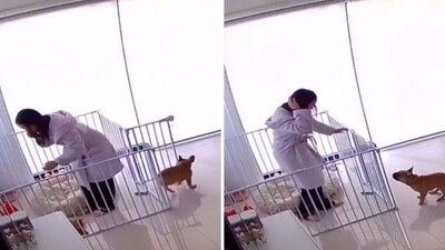 The image shows the dog and the human inside the pet fence. (Screengrab) The image shows the dog and the human inside the pet fence. (Screengrab)
