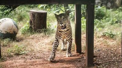 Wildlife authorities laid a trap after a leopard sighting was reported from Srinagar’s Old City. (HT File)