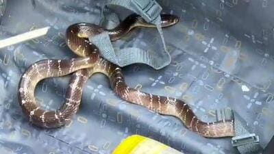 Wildlife experts found the snake hidden inside a student’s suitcase that was kept on the floor. The snake was kept under observation for three hours before being released into the Aravallis, under the supervision of the wildlife department. (HT Photo) Wildlife experts found the snake hidden inside a student’s suitcase that was kept on the floor. The snake was kept under observation for three hours before being released into the Aravallis, under the supervision of the wildlife department. (HT Photo)